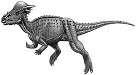 פכיצפלוזאורוס
