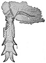 ウミサソリ類の1属ユーリプテルスの生殖肢