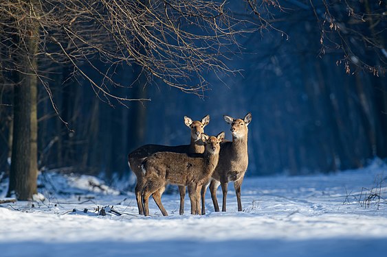 Три олениці у Національному природному парку «Кременецькі гори», Тернопільська область Byrdyak (Володимир Бурдяк)