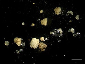 Microplastics among sand and glass spheres in sediment from the Rhine. The white bar represents 1 mm.