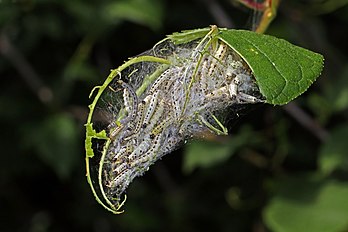 Lagartas da mariposa Yponomeuta evonymella, Parque Nacional de Lahemaa, Estônia (definição 5 058 × 3 372)