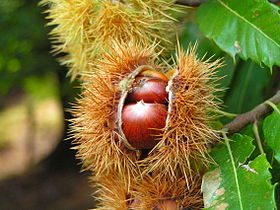 chestnut (castanea)