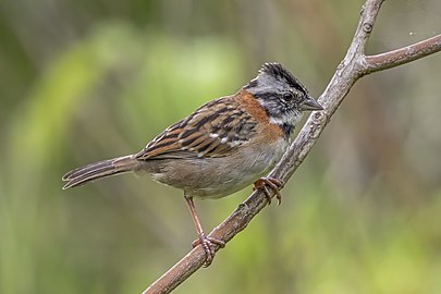 Rufous-collared sparrow Zonotrichia capensis Panama