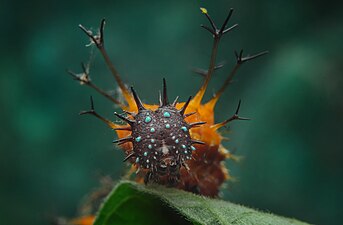 Sergeant butterfly caterpillar commonly found in South East asia. Photograph: Kramthenik27