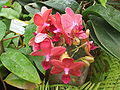 Soort orchidee Lijken op Phalaenopsis