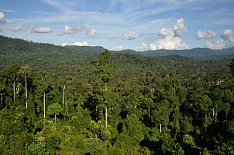 tropysk reinwâld op Borneo