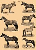 Illustration de différentes races de chevaux