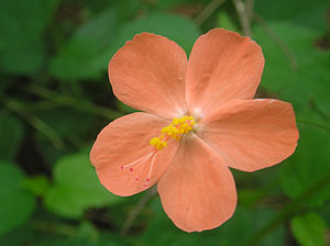నిత్యమల్లి పువ్వు. ఇది దక్షిణ భారతంలో విరివిగా పెరుగుతుంది. (Hibiscus hirtus)