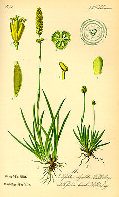 Tofieldia calyculata, lachts (A), an Tofieldia pusilla, rochts (B)
