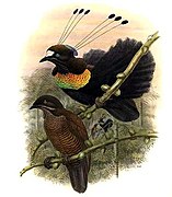 پرنده بهشتی شش‌پره‌ای لاویس نر با پرهای سینه‌ای که از آبی به زرد تغییر می‌کنند با ماده ارتباط می‌گیرد.