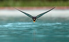 Third place: A swallow (Hirundo rustica) drinking while flying over a swimming pool sanchezn (License: CC BY-SA 3.0)