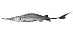 Scaphirhynchus albus sur une planche datée de 1908, pour The fishes of Illinois de S. A. Forbes et de R. E. Richardson.