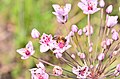 Суцвіття Сусака зонтичного (Butómus umbellátus) з бджолою медоносною (Apis mellifera)]