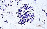 Bacillus subtilis Gram stain