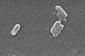 Bakterije Cytrobacter freundii pod elektronowym mikroskopje