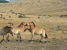 Három cser színű ló felálló sörénnyel. Kettő egymással szembefordul, míg a harmadik a kamerától távolodik. Nyílt, sziklás vidéken állnak, a távolban erdővel