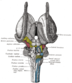 Dissection du tronc cérébral. Vue dorsale.