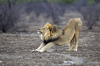 Lion mâle adulte en train de s'étirer, dans le parc national d'Etosha, en Namibie. (définition réelle 3 000 × 2 000)