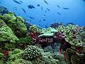 Questa barriera corallina nell'area protetta delle isole Phoenix offre l'habitat di numerose specie marine.