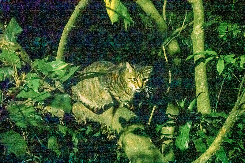 File:The tabby cat is stay on tree branch at night then be illuminated by street light.jpg