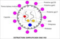 1- Estructura simplificada dau virüs de l'immunodeficiéncia umana