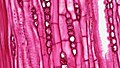 ナラ（ブナ科）の茎の二次木部縦断面: 道管表面に壁孔が見える。縦列した丸い細胞は放射組織。