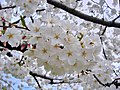 Gambar dekat Bunga Sakura Yoshino di Tidal Basin di Washington, DC