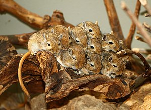スナネズミ (Meriones unguiculatus)、シュトゥットガルトのヴィルヘルマ動物園にて 作者：H. Zell