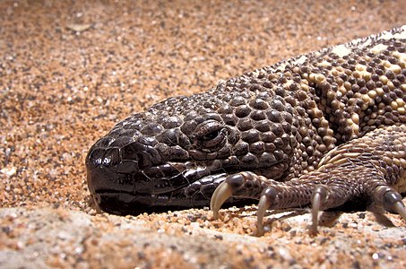 Mexican beaded lizard, by Blaise Frazier