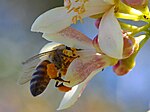 マイヤーレモンの花に止まる蜂