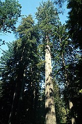 De kustsequoia's, die alleen nog groeien in Californië, behoren tot de hoogste bomen ter wereld