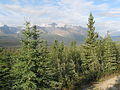 Forest, Haines Junction, Yukon