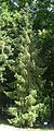 Szerb luc (Picea omorika) a Miskolc Városi Vadasparkban