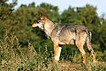 Loup gris commun (Canis lupus lupus)