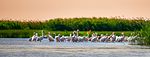 Пелікани недалеко від «нульового» кілометра річки Дунай, район Вилкове, © Q-lieb-in, CC-BY-SA 4.0