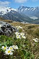 Flowering in Mount Cook National Park