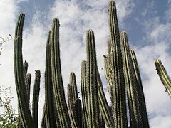 Cactus is common in the reserve.