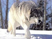 一隻灰狼。
