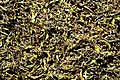 Partially fermented Darjeeling tea leaves