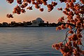 A Jefferson-emlékmű és a cseresznyevirágzás hajnalban