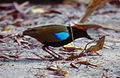 Đuôi cụt cầu vồng (Pitta iris), một loài chim sống trên mặt đất với các mảng màu sáng như phần lớn các loài trong họ Pittidae.