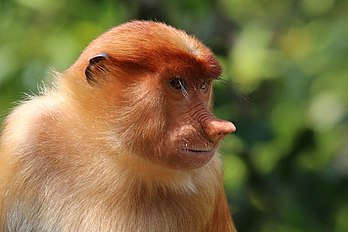 Fêmea adulta do macaco-narigudo (Nasalis larvatus) na Baía de Labuk, Sabá, Bornéu, Malásia. (definição 2 368 × 1 578)