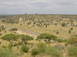 Саванна в Танзании