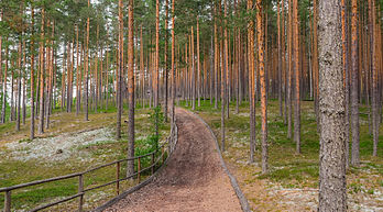 Floresta da espécie pinheiro-da-escócia na Reserva Meenikunno, Estônia (definição 3 200 × 1 778)
