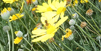 a bee on Euryops blossom
