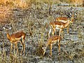 Impala în Zambia