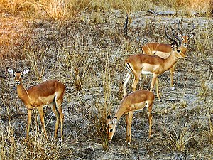 Impalaen am South Luangwa Nationalpark
