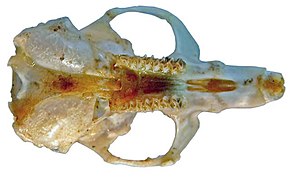 Cráneo de Microtus arvalis asturianus, norma basal.