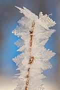 六角板・樹枝状結晶が発達した樹霜