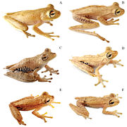 Комплесна врста Hypsiboas calcaratus–fasciatus садржи бар шест различитих врста жаба.